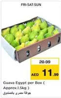 Guava Egypt per Box