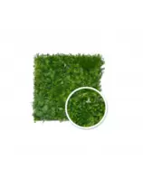 MUR VEGETAL LISERON 1x1M