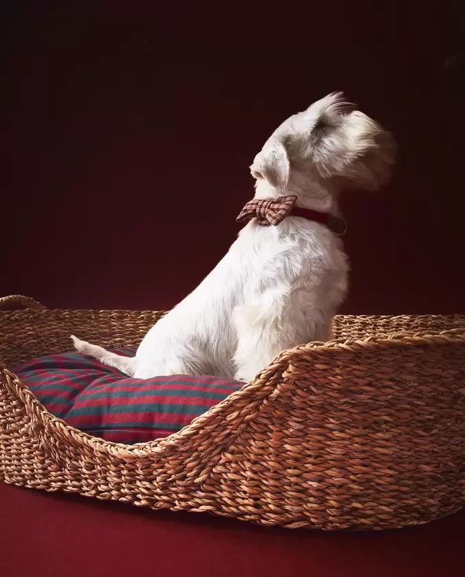 PANIER ET COUSSIN DE NOËL POUR ANIMAUX DE COMPAGNIE