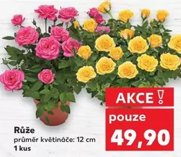 Růže