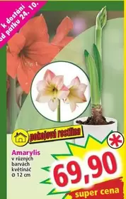 Super - Amarylis