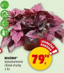 BEGÓNIE