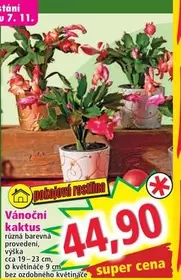 Super - Vánoční kaktus