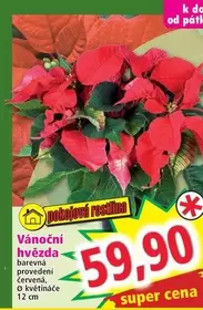 Super - Vánoční hvězda
