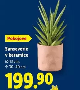 Sanseverie v keramice