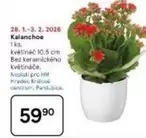 Kalanchoe