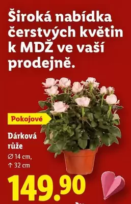 Dárková růže