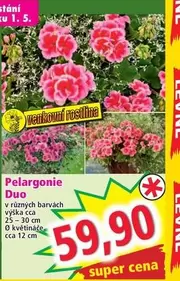 Super - Pelargonie Duo