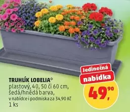 TRUHLÍK LOBELIA