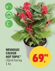 NEVADLEC CELOSIE HOT TOPIC