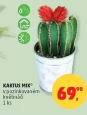 Kaktus Mix