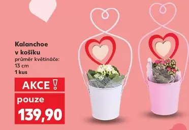 Kalanchoe v košíku