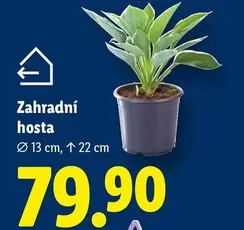 Zahradní hosta