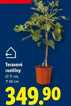 Terasové rostliny