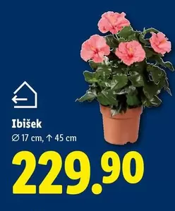 Ibišek
