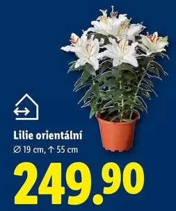 Lilie orientální