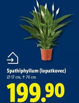 Spathiphyllum (lopatkovec)
