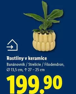 Rostliny v keramice