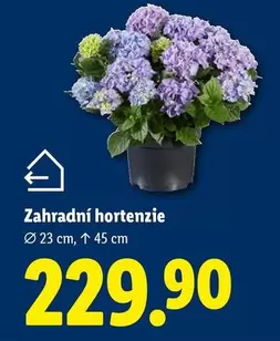 Zahradní hortenzie