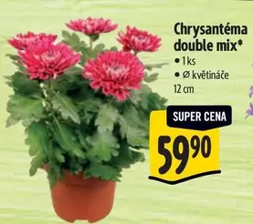 Super - Chrysantéma double mix