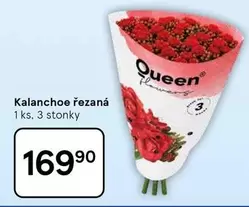 Kalanchoe řezaná