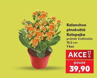 Kalanchoe plnokvětá Kolopejka
