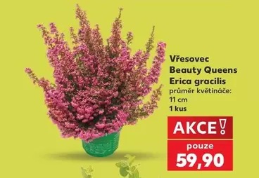 Vřesovec Beauty Queens Erica gracilis