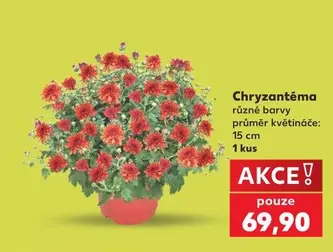 Chryzantéma