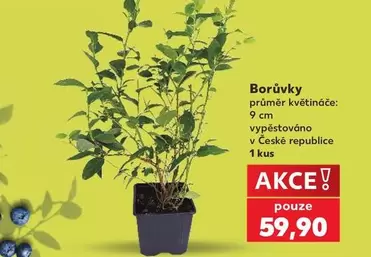 Borůvky