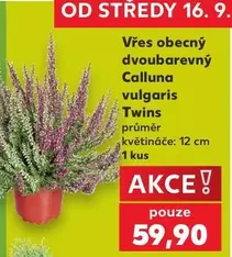 Vřes obecný dvoubarevný Calluna vulgaris Twins