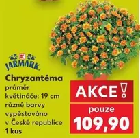 Chryzantéma