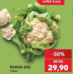 Květák bílý