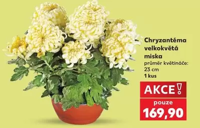 Chryzantéma velkokvětá