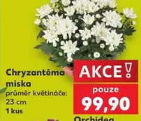 Chryzantéma miska