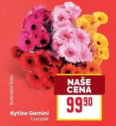 Gemini - Kytice