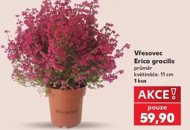 Vřesovec Erica gracilis
