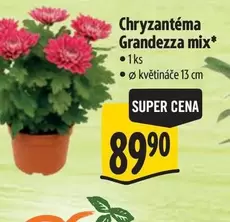 Super - Chryzantéma Grandezza mix*