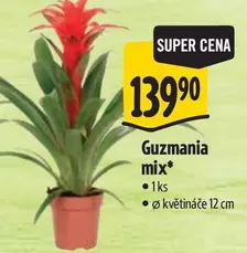 Super - Guzmania mix*