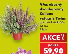 Vřes obecný Calluna vulgaris Twins