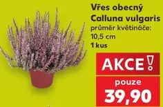 Vřes obecný Calluna vulgaris