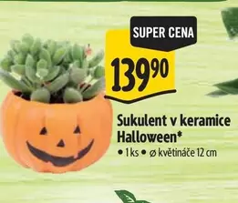 Super - Sukulent v keramice Halloween