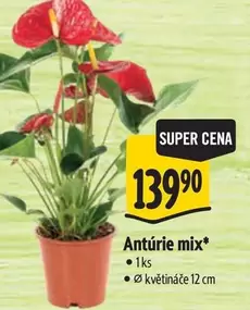 Super - Antúrie mix*