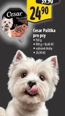 Paštika pro psy
