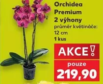 Orchidea Premium