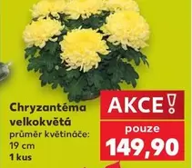 Chryzantéma velkokvětá