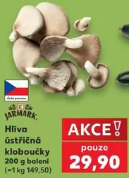 Hlíva ústřičná kloboučky