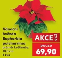 Vánoční hvězda Euphorbia pulcherrima