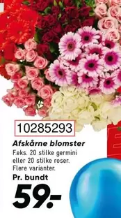 Roser - Afskårne blomster