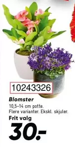 Blomster