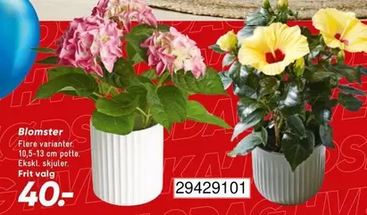 Blomster
